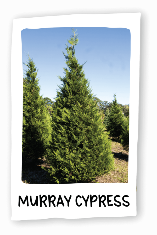 Trees & Greenery ster's Christmas Tree Farm